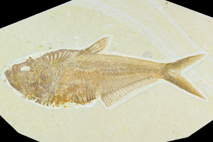 Fossil Fish (Diplomystus) - Green River Formation #130307